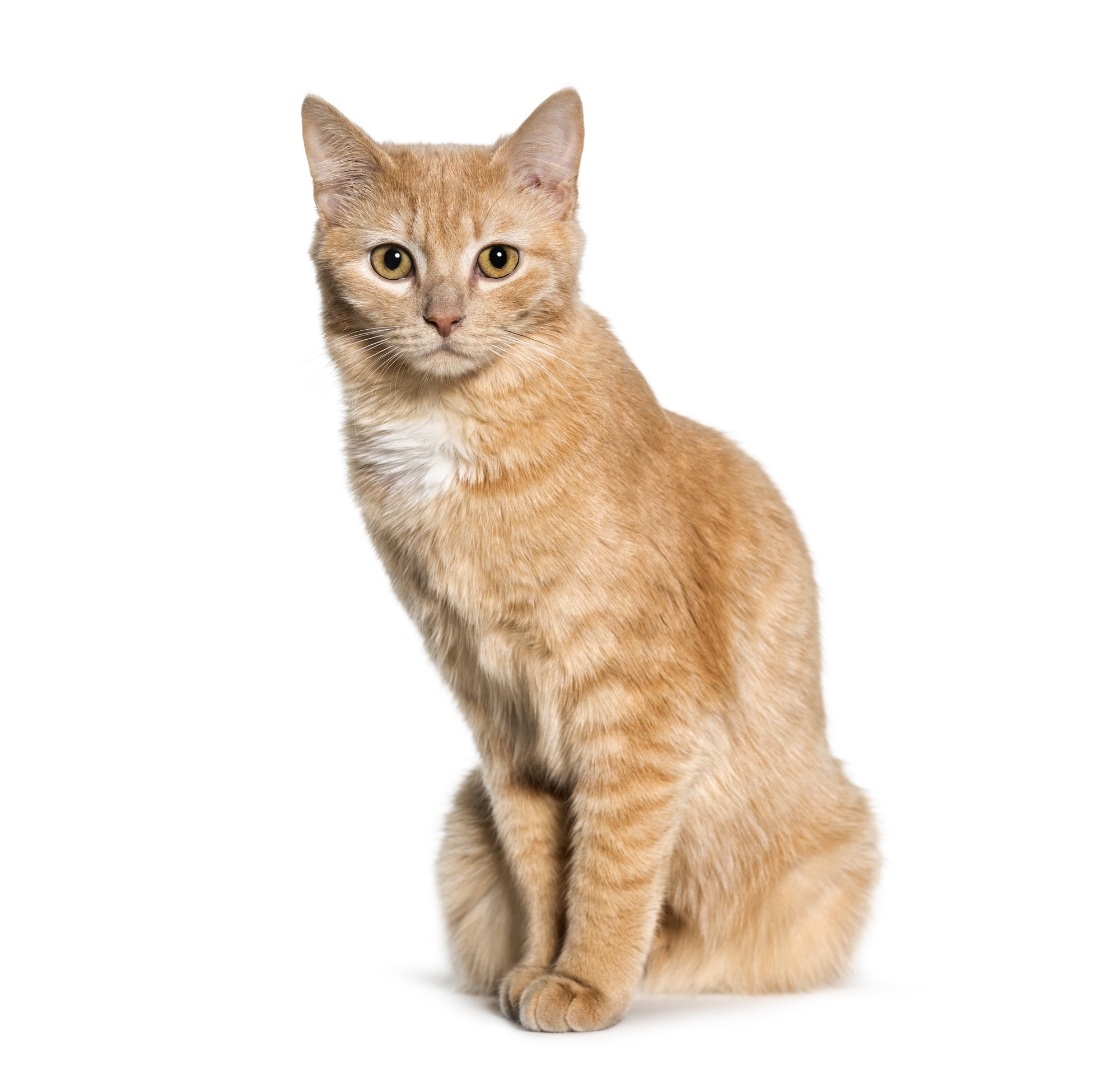 inflammatory-bowel-disease-in-cats-natural-treatment